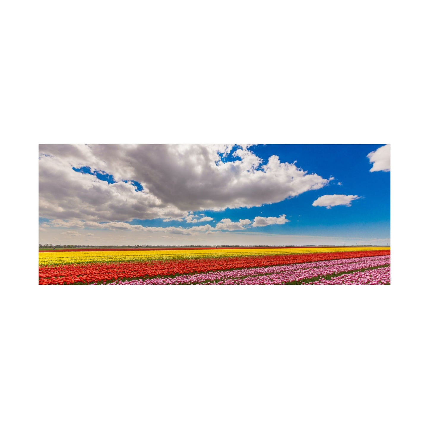 Satin Poster - Dutch Landscape Bulb Field and Flowers