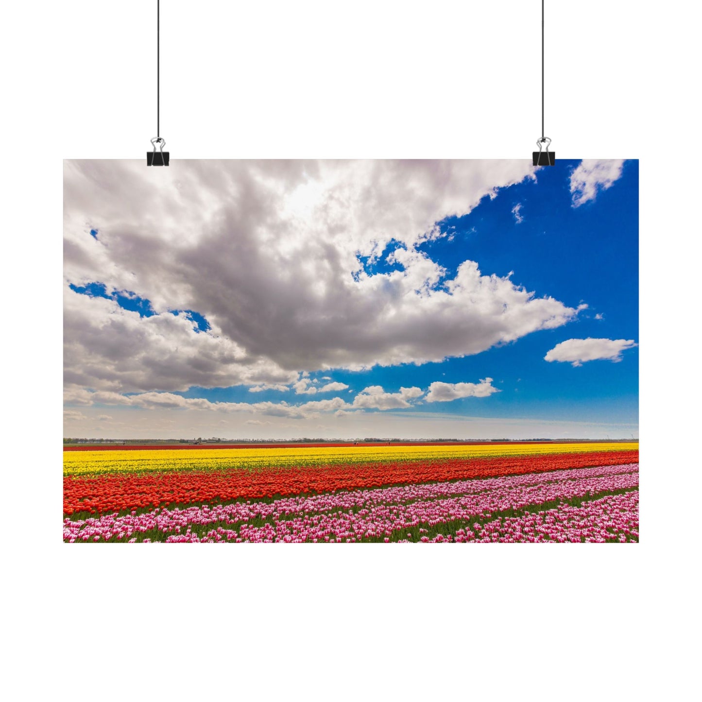 Satin Poster - Dutch Landscape Bulb Field and Flowers