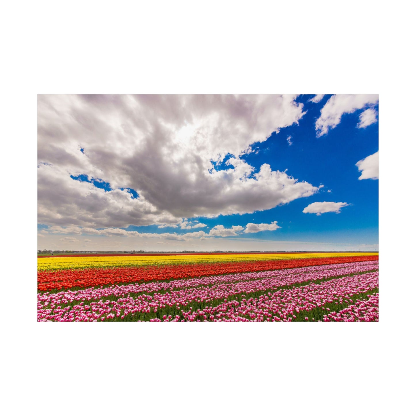 Satin Poster - Dutch Landscape Bulb Field and Flowers