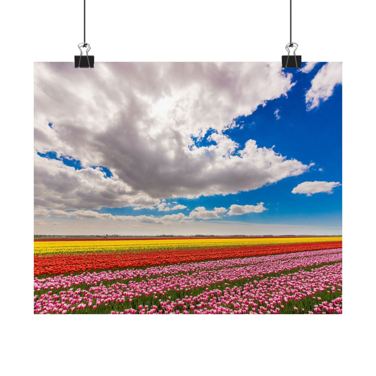 Satin Poster - Dutch Landscape Bulb Field and Flowers