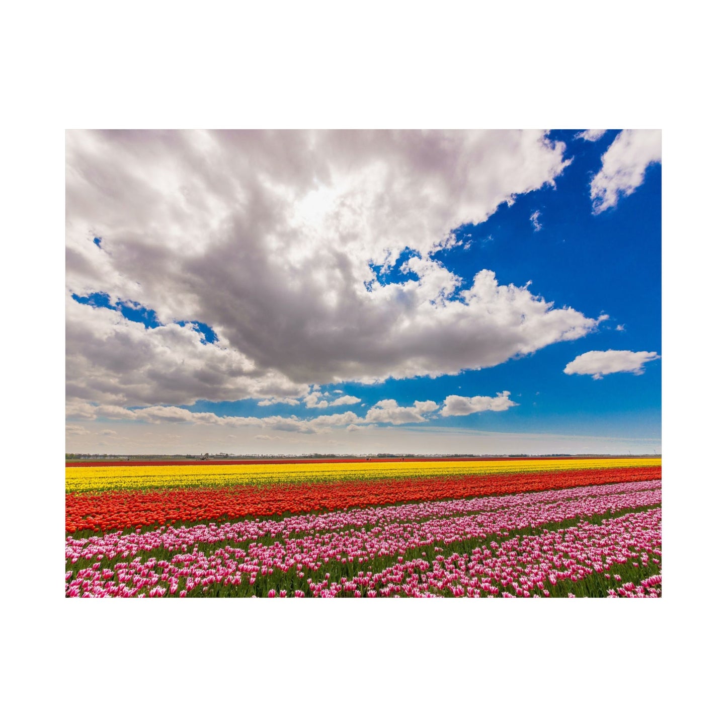 Satin Poster - Dutch Landscape Bulb Field and Flowers