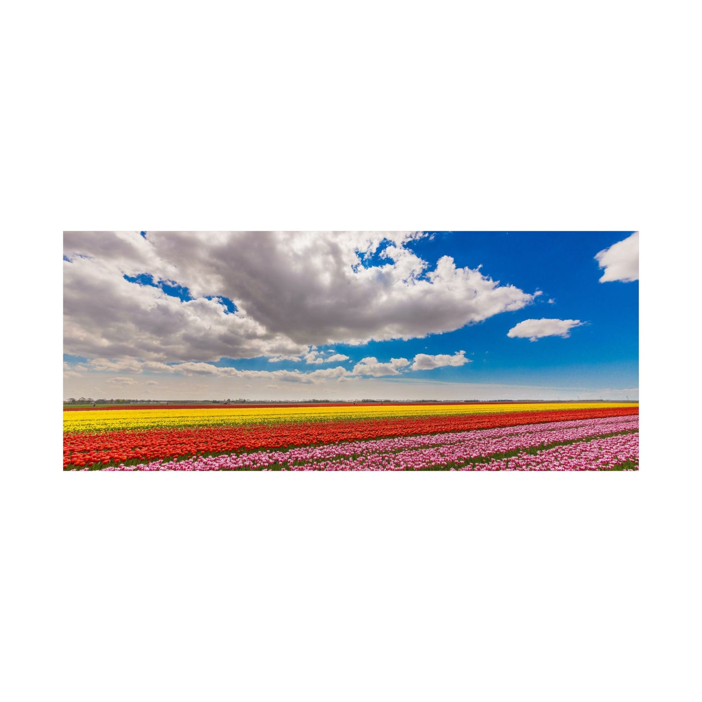 Satin Poster - Dutch Landscape Bulb Field and Flowers