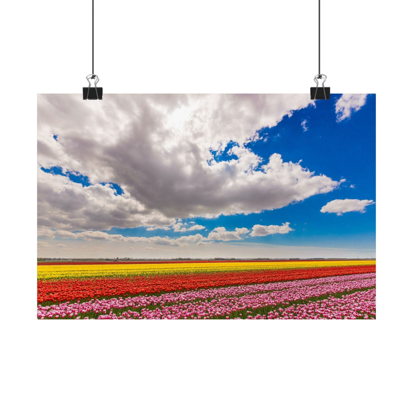 Satin Poster - Dutch Landscape Bulb Field and Flowers