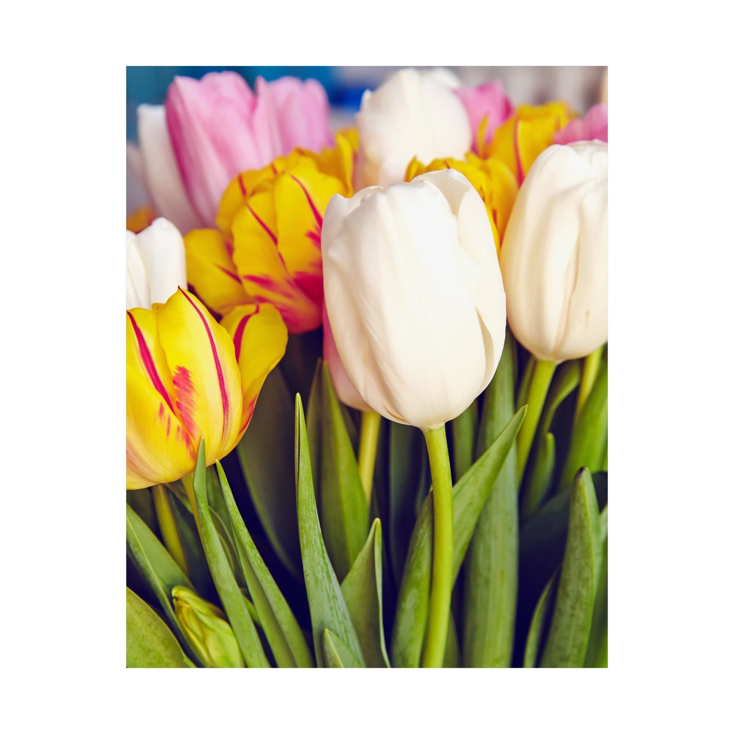 Satin Poster - Colorful Tulips Close-Up