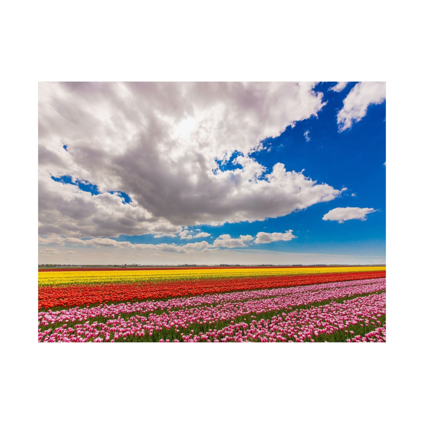 Satin Poster - Dutch Landscape Bulb Field and Flowers