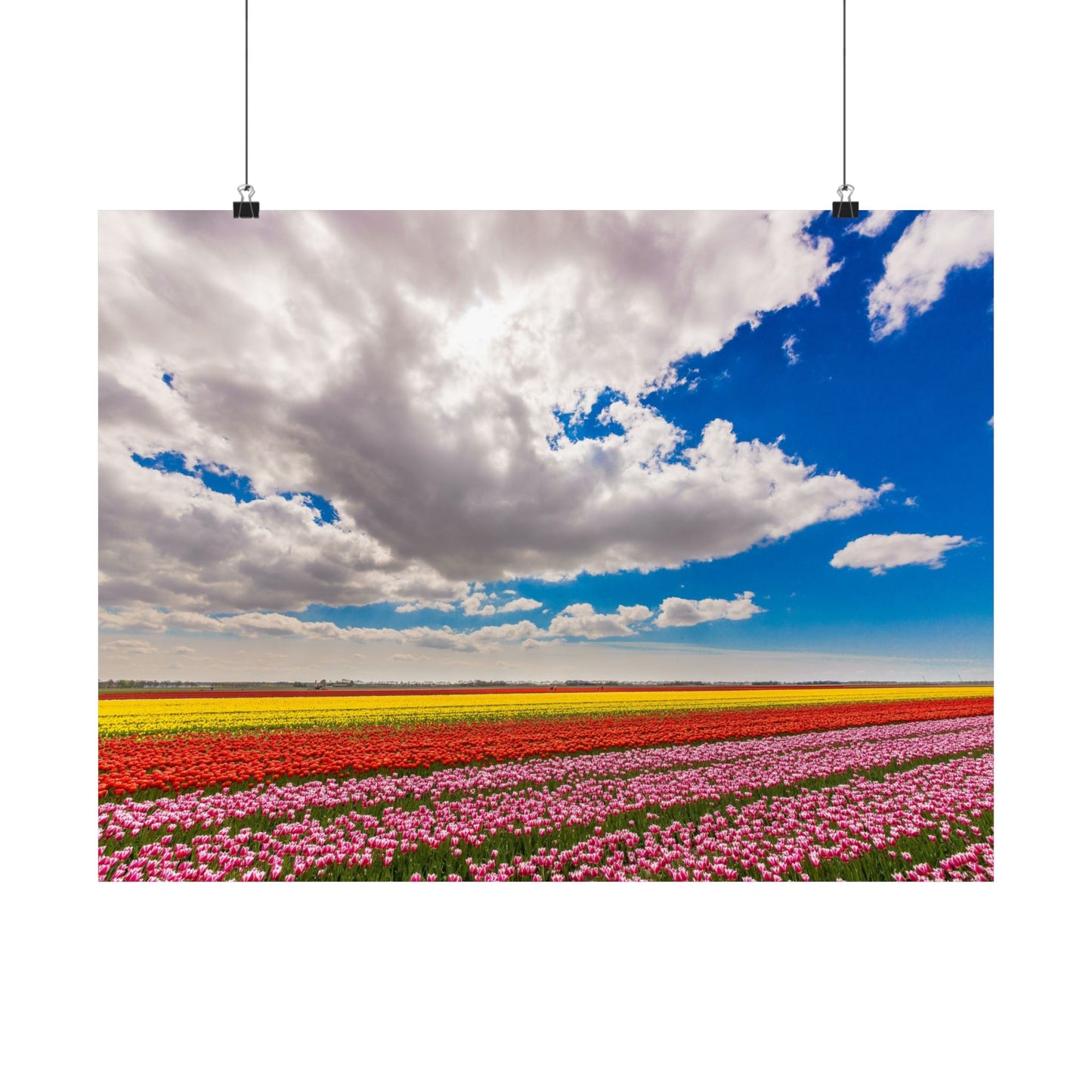 Satin Poster - Dutch Landscape Bulb Field and Flowers