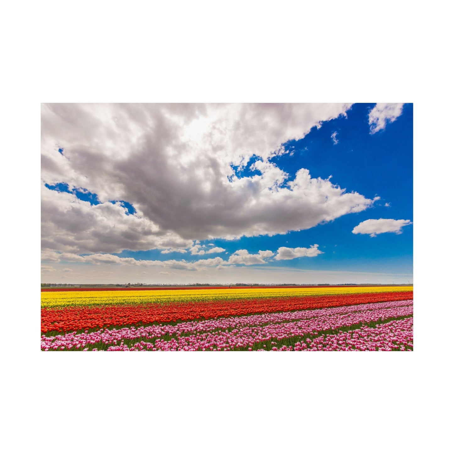 Satin Poster - Dutch Landscape Bulb Field and Flowers