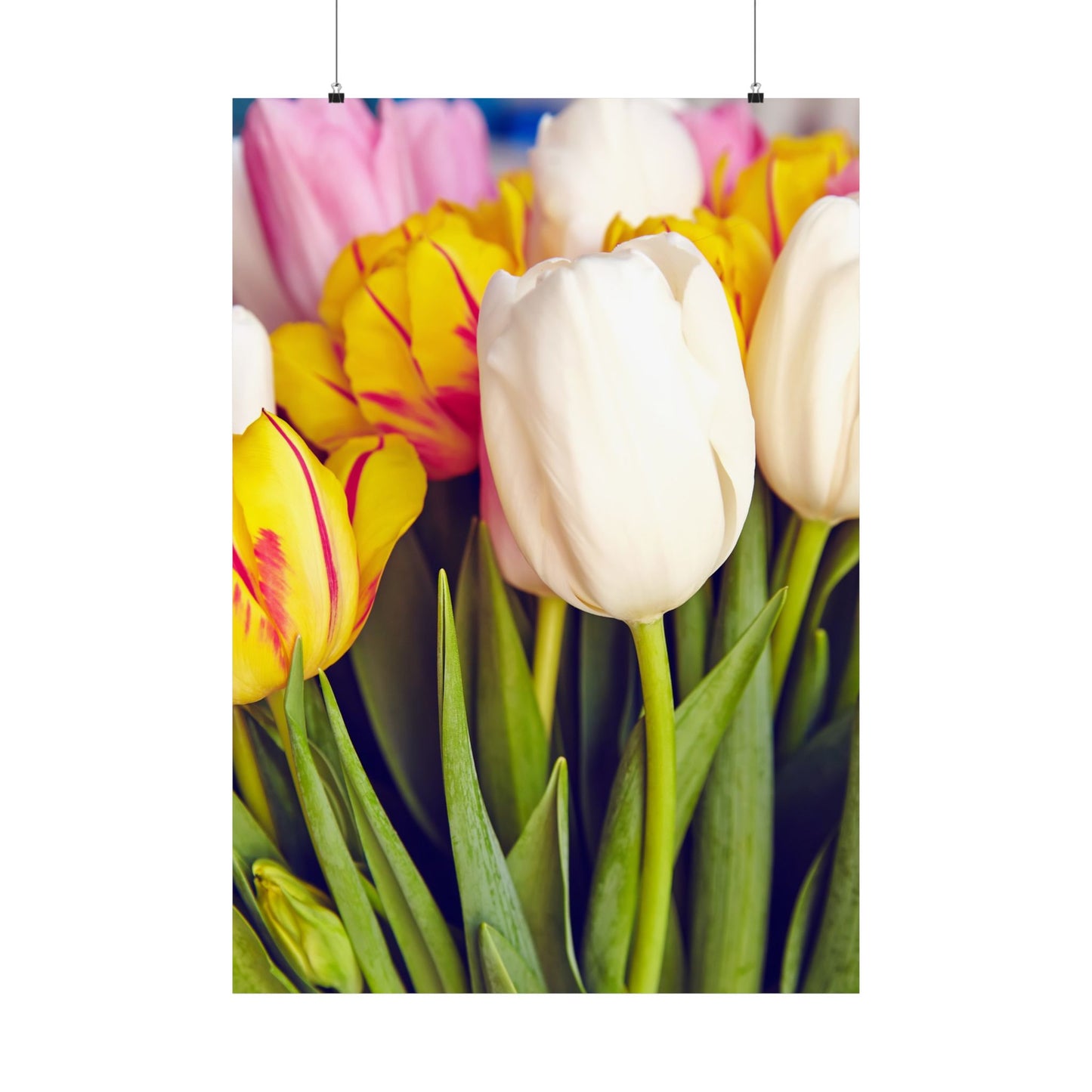 Satin Poster - Colorful Tulips Close-Up