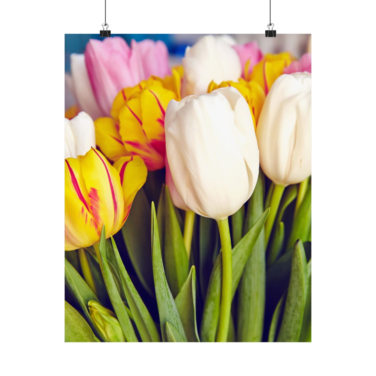 Satin Poster - Colorful Tulips Close-Up