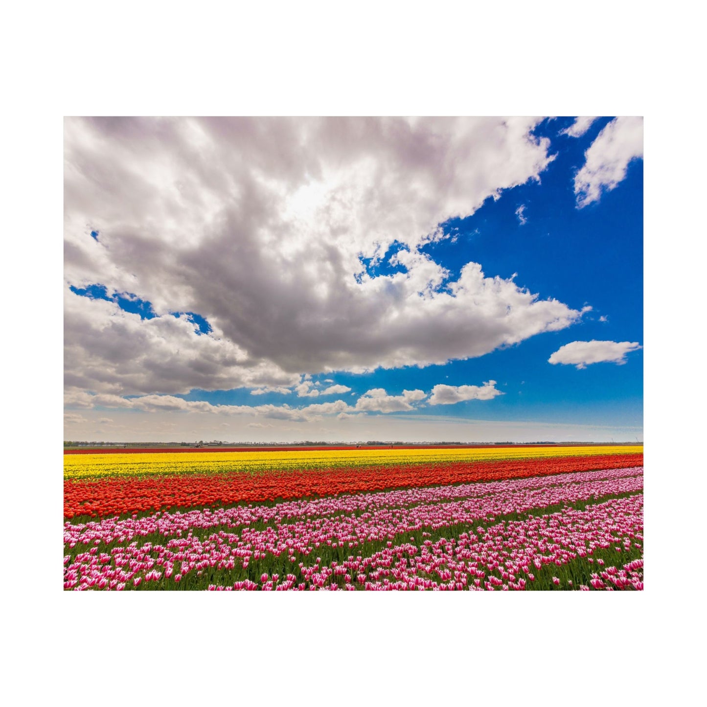 Satin Poster - Dutch Landscape Bulb Field and Flowers