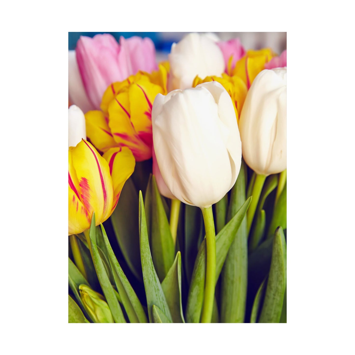 Satin Poster - Colorful Tulips Close-Up