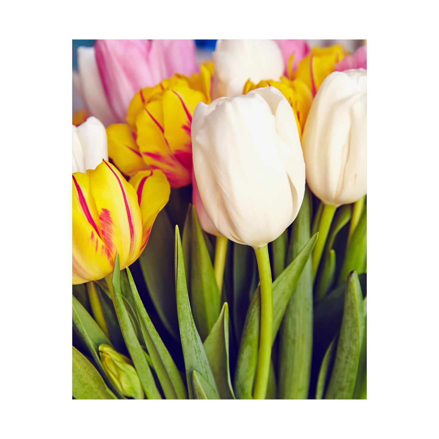 Satin Poster - Colorful Tulips Close-Up