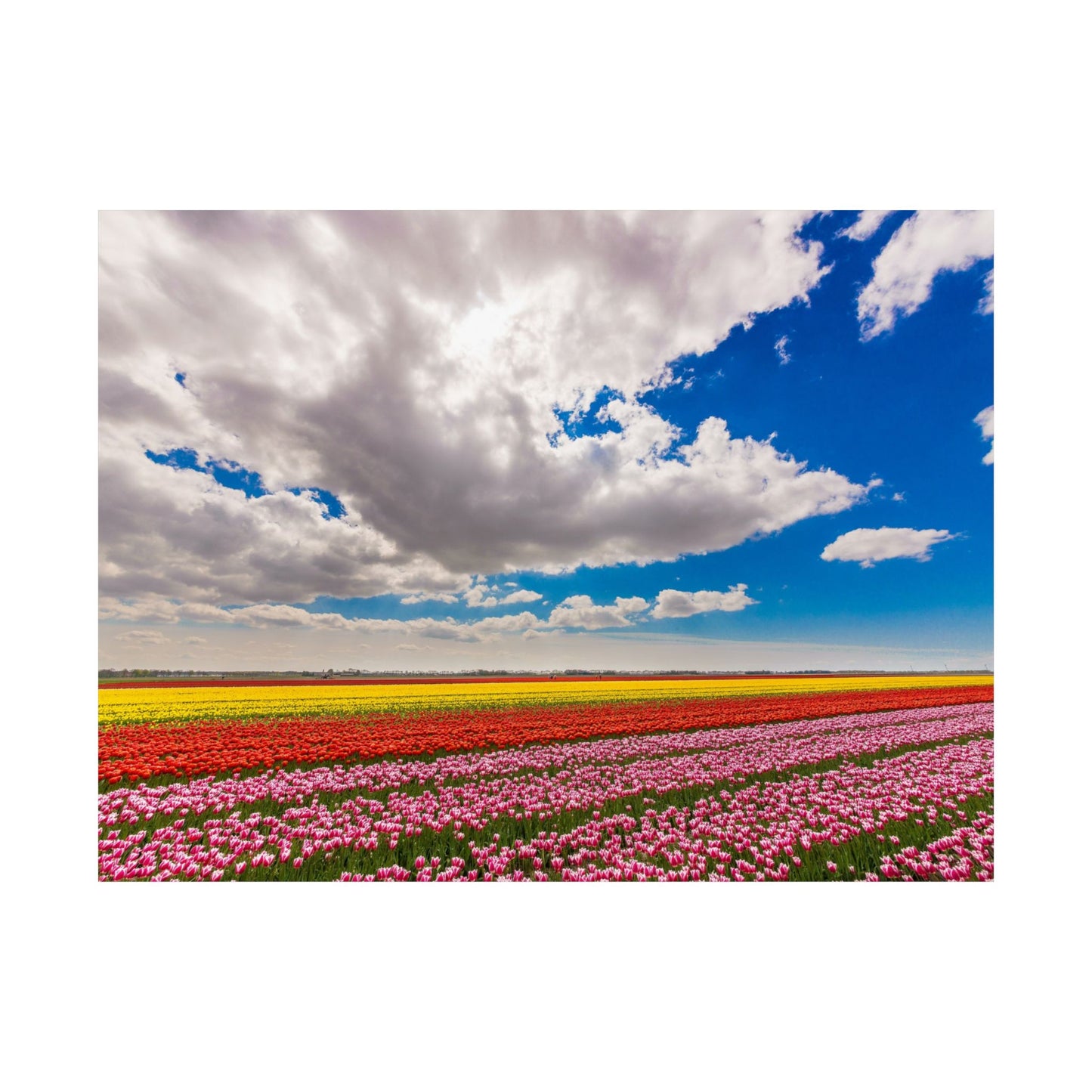 Satin Poster - Dutch Landscape Bulb Field and Flowers