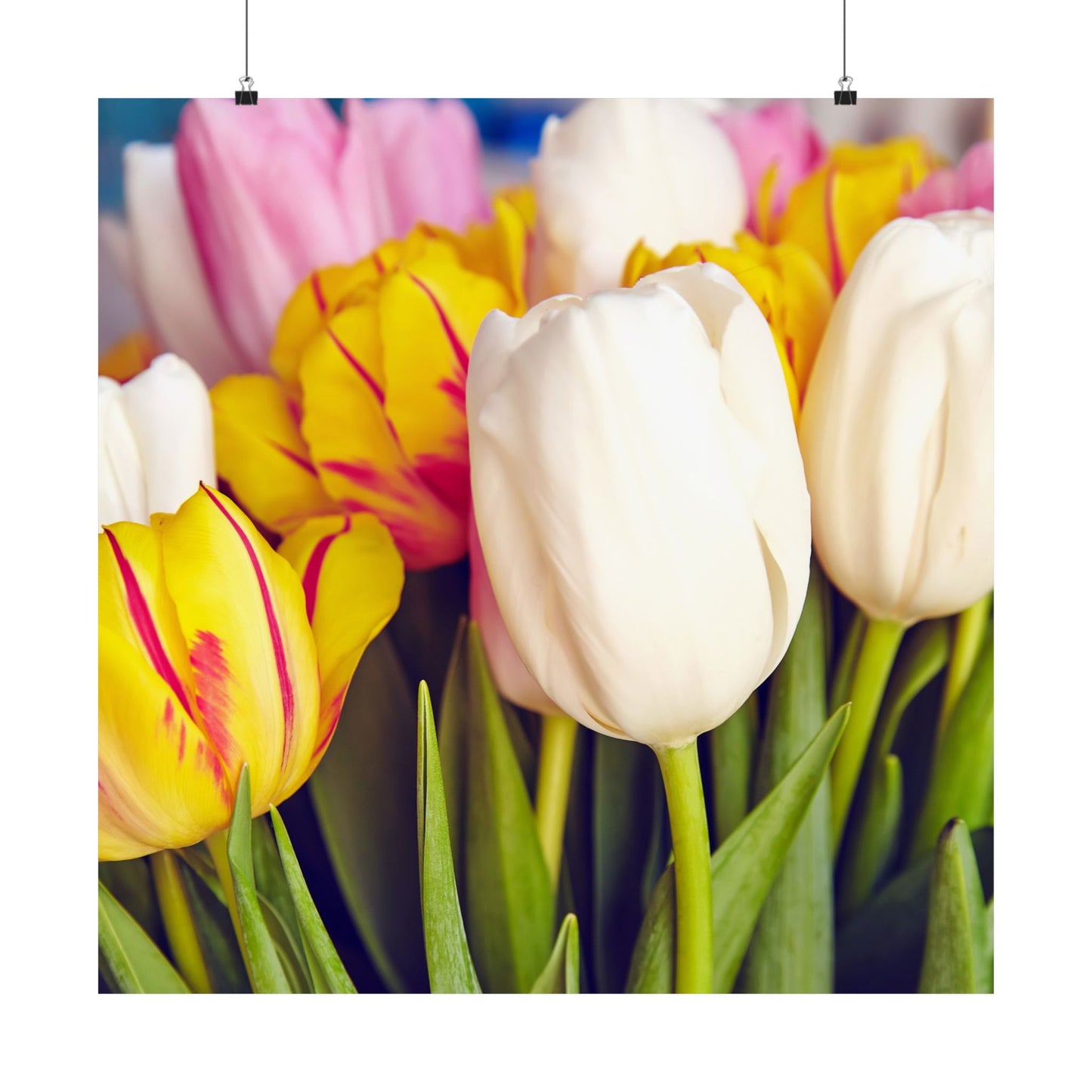 Satin Poster - Colorful Tulips Close-Up