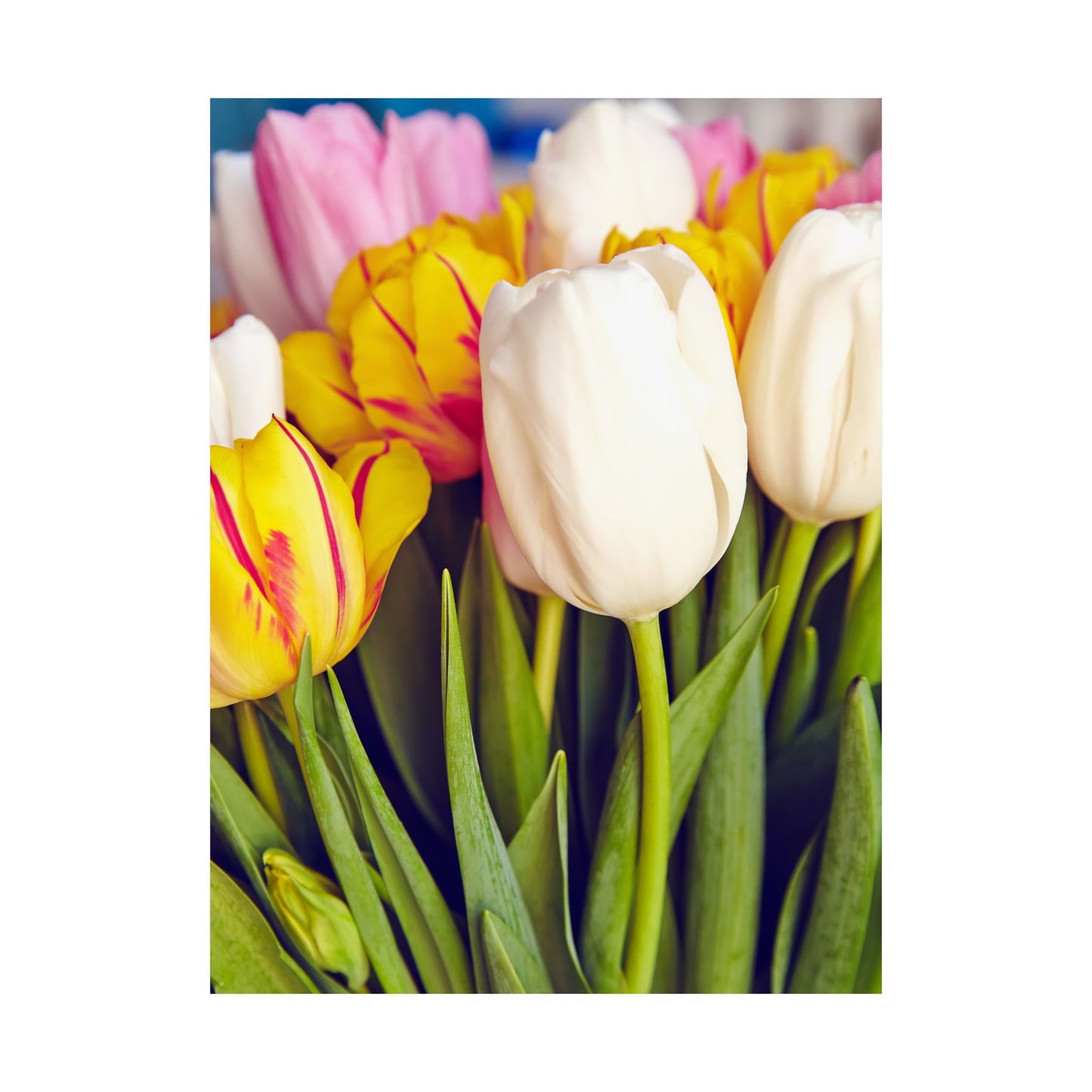 Satin Poster - Colorful Tulips Close-Up