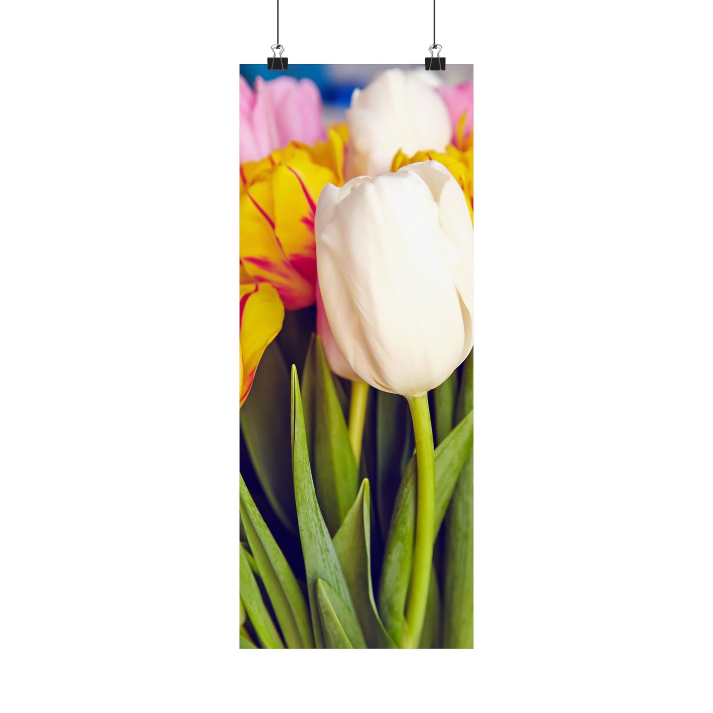 Satin Poster - Colorful Tulips Close-Up