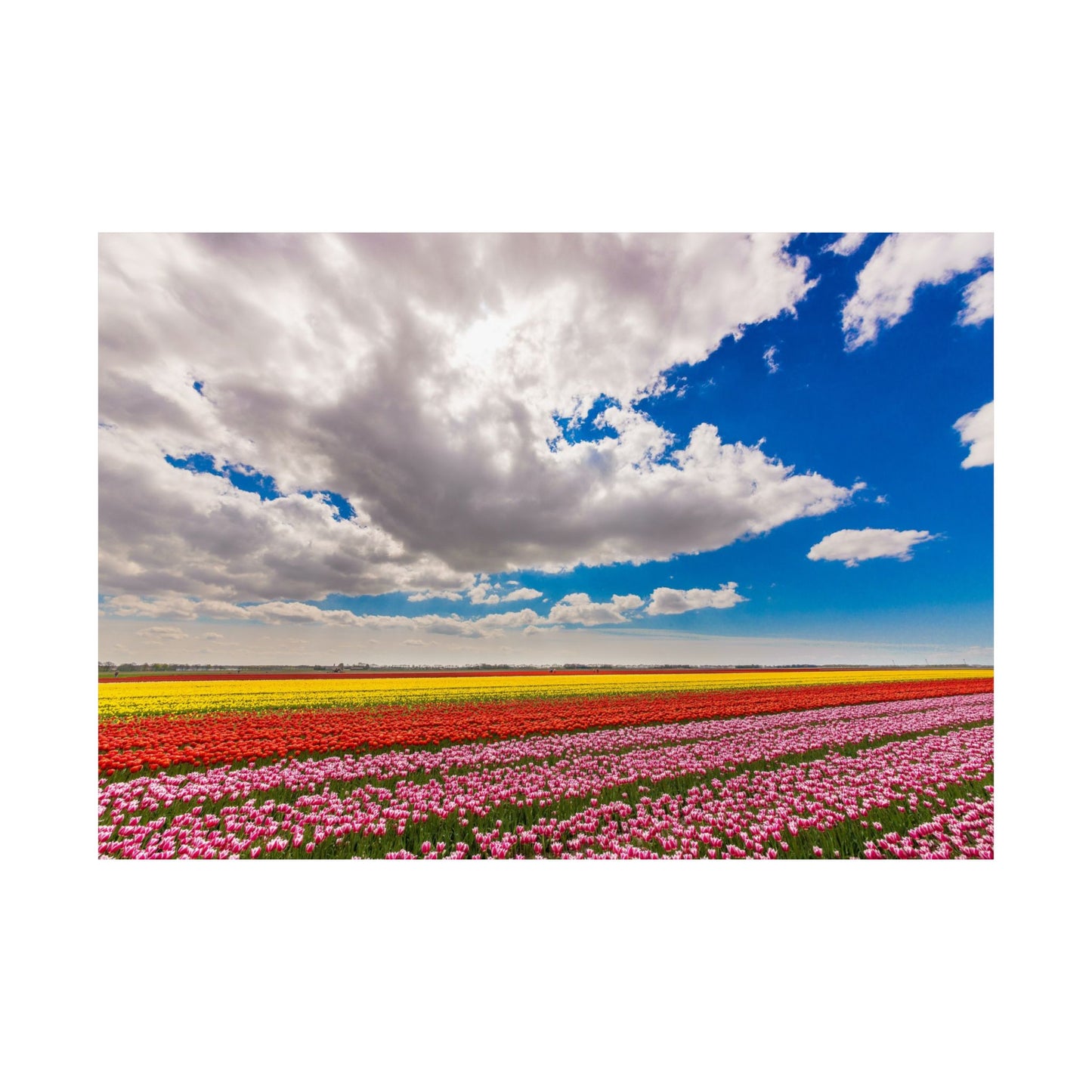 Satin Poster - Dutch Landscape Bulb Field and Flowers