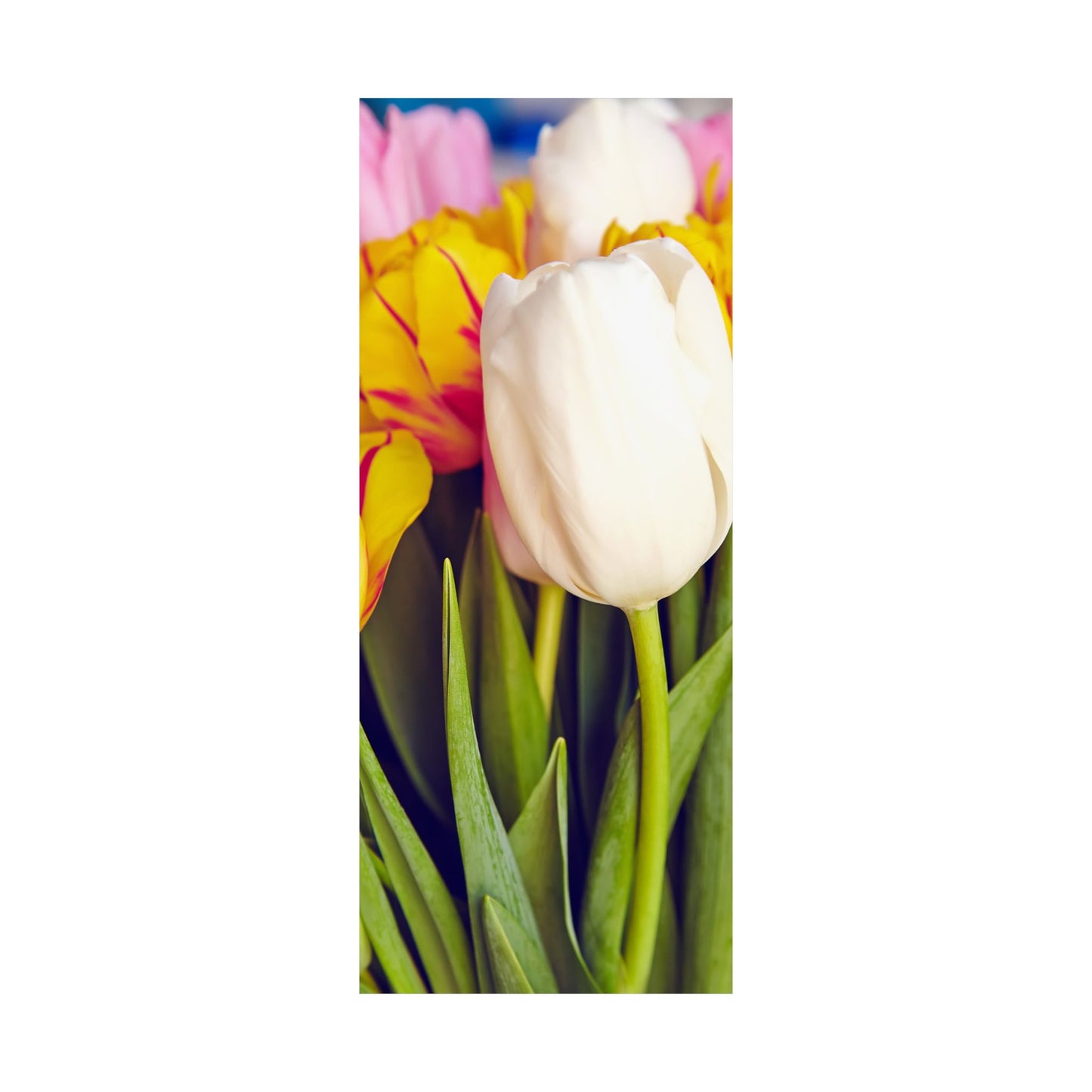 Satin Poster - Colorful Tulips Close-Up