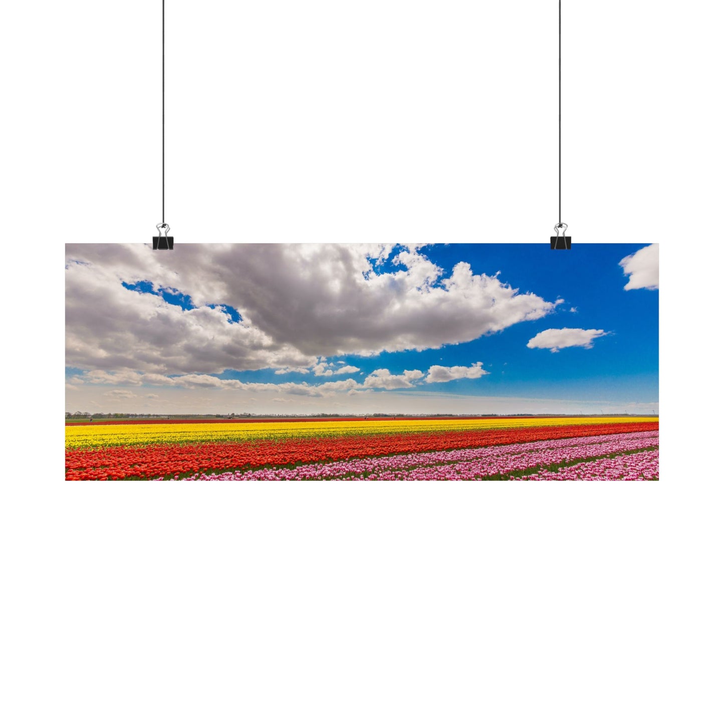 Satin Poster - Dutch Landscape Bulb Field and Flowers